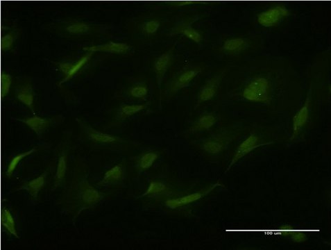 Monoclonal Anti-RALGPS2 antibody produced in