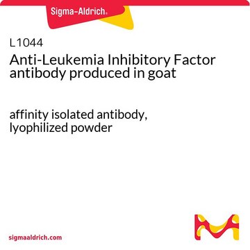 Anti-Leukemia Inhibitory Factor antibody produced