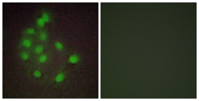 Anti-HAND1 antibody produced in rabbit