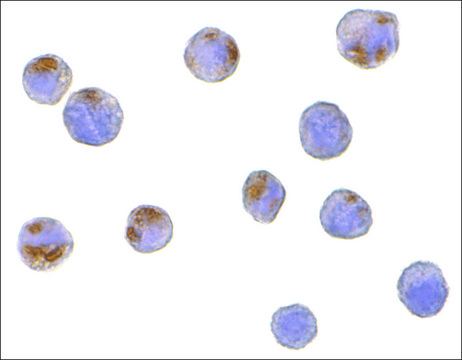 Anti-CTRP6 antibody produced in rabbit