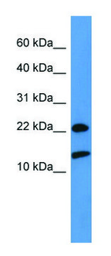 Anti-RPS27A antibody produced in rabbit