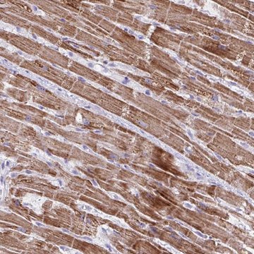 Anti-MT-ND4 antibody produced in rabbit