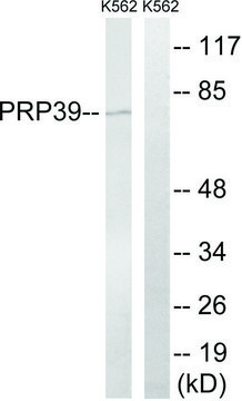 Anti-PRPF39 antibody produced in rabbit