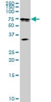 Anti-MAK antibody produced in rabbit