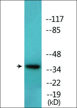 Anti-phospho-CREB (pThr¹??) antibody produced in