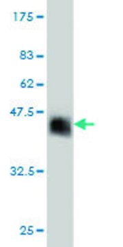 ANTI-ZNF41 antibody produced in mouse