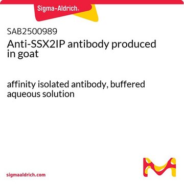 Anti-SSX2IP antibody produced in goat