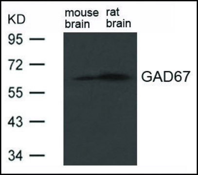 Anti-GAD1 antibody produced in rabbit