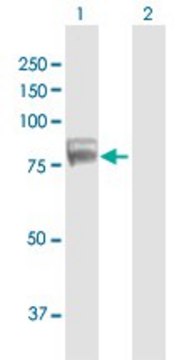 Anti-TDRD3 antibody produced in mouse