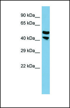 Anti-FLJ14213 antibody produced in rabbit