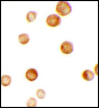 Anti-CASKIN2 antibody produced in rabbit