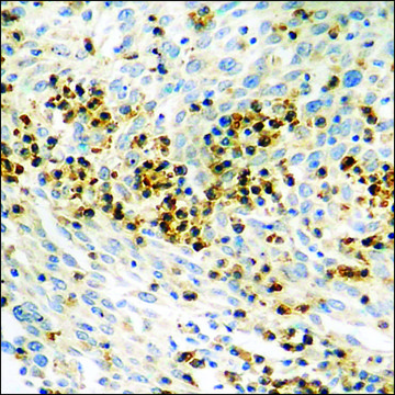 Anti-phospho-HDAC8 (pSer³?) antibody produced in