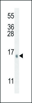 ANTI-SEC11C (C-TERM) antibody produced in