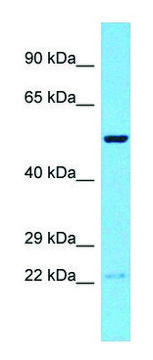 Anti-RNF19B (C-terminal) antibody produced in