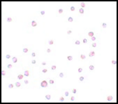 Anti-ENC-2 antibody produced in chicken