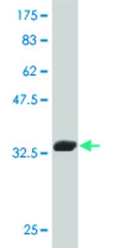 Monoclonal Anti-TAL2 antibody produced in