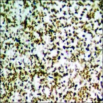 Anti-phospho-HER2 (pTyr¹²²¹/Tyr¹²²²) antibody produced in