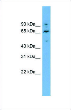 Anti-NT5DC2, (N-terminal) antibody produced in