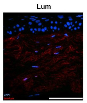 Anti-LUM antibody produced in rabbit