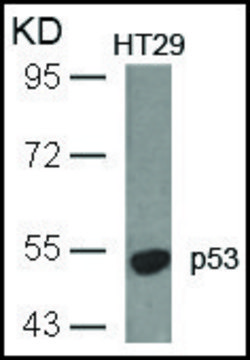 Anti-TP53 (Ab-18) antibody produced in