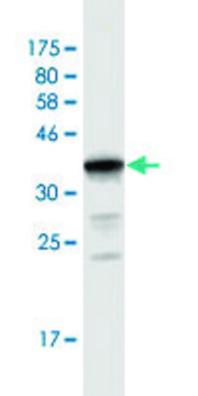 Monoclonal Anti-UGT2B10 antibody produced in