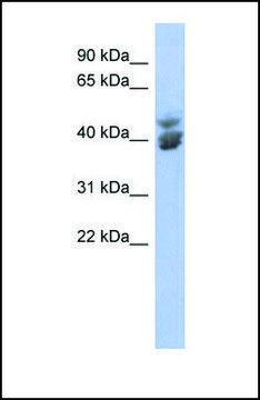 Anti-KLF2 antibody produced in rabbit