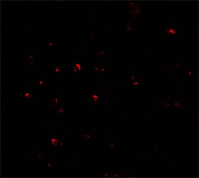 Anti-CITED2 antibody produced in rabbit
