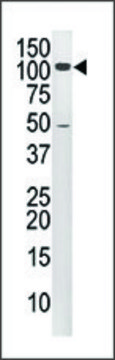 Anti-HIPK4 (N-term) antibody produced in