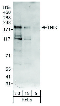 Rabbit anti-TNIK Antibody, Affinity Purified