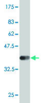Monoclonal Anti-DLL1 antibody produced in