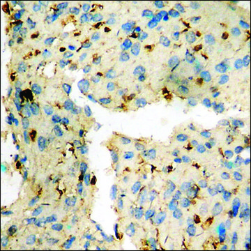 Anti-phospho-TIRAP (pTyr??) antibody produced in