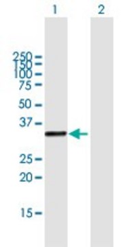 Anti-KIAA1530 antibody produced in mouse