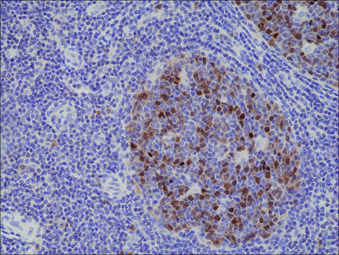 Anti-Aurora-B antibody, Rabbit monoclonal