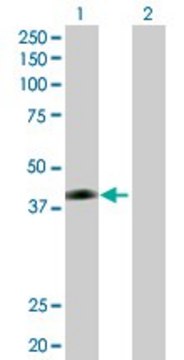 Anti-JAM2 antibody produced in rabbit