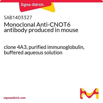 Monoclonal Anti-CNOT6 antibody produced in