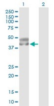 Anti-SERPINA5 antibody produced in rabbit