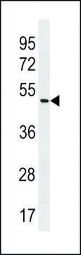 ANTI-POLE2(C-TERMINAL) antibody produced in rabbit
