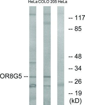 Anti-OR8G5 antibody produced in rabbit