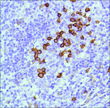 Anti-CD38 antibody, Rabbit monoclonal