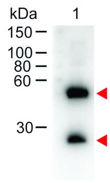 Anti-Mouse IgG (H+L)-Peroxidase antibody produced