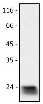 Monoclonal Anti-Cd9 antibody produced in