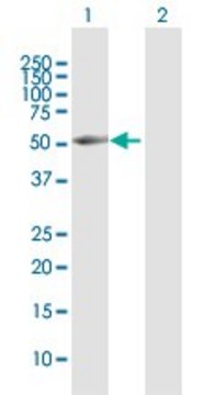 Anti-BRUNOL4 antibody produced in rabbit