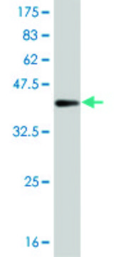 ANTI-BRAF antibody produced in mouse