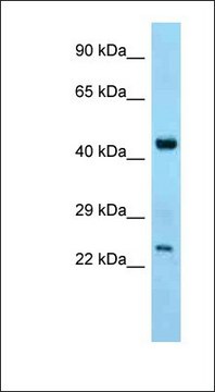 Anti-ABHD12 antibody produced in rabbit