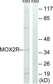 Anti-MOX2R antibody produced in rabbit