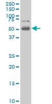 ANTI-PHF1 antibody produced in mouse