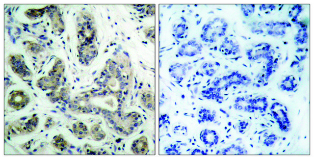 Anti-PDK1 antibody produced in rabbit