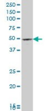 ANTI-PAX8 antibody produced in mouse