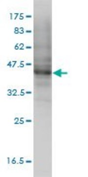 Monoclonal Anti-MOCS3 antibody produced in