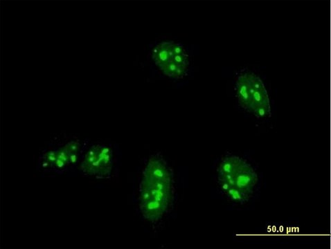 Monoclonal Anti-NANOG antibody produced in
